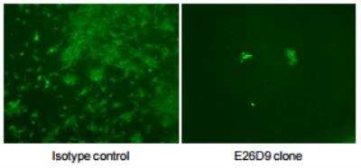 Neutralization: Chikungunya Virus Antibody (E26D9.02) [DDX9100P-100]