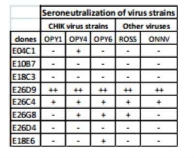 Neutralization: Chikungunya Virus Antibody (E26D9.02) [DDX9100P-100]