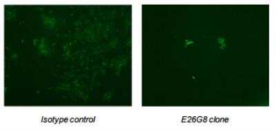 Neutralization: Chikungunya Virus Antibody (E26G8) [DDX9103P-100]