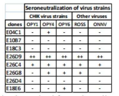 Neutralization: Chikungunya Virus Antibody (E26G8) [DDX9103P-100]