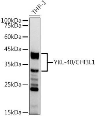 Western Blot: Chitinase 3-like 1/YKL-40 Antibody (7T1R3) [NBP3-16077]