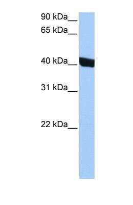 Western Blot: Chitinase 3-like 1/YKL-40 Antibody [NBP1-57913]