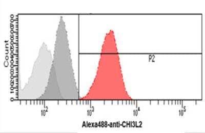 Flow Cytometry: Chitinase 3-like 2 Antibody (2B5) - BSA Free [NBP2-60238]