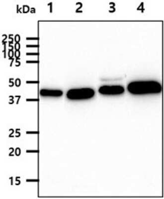 Western Blot: Chitinase 3-like 2 Antibody (2B5)BSA Free [NBP2-60238]