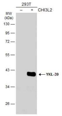 Western Blot: Chitinase 3-like 2 Antibody [NBP2-15879]