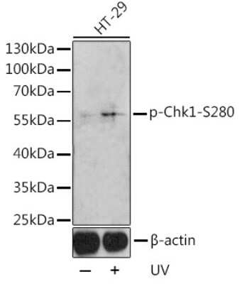 Western Blot: Chk1 [p Ser280] AntibodyAzide and BSA Free [NBP3-05379]