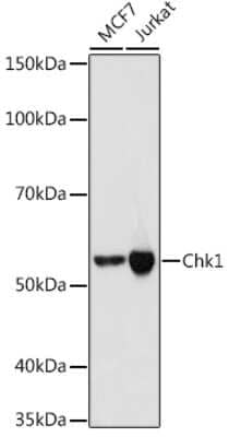 Western Blot: Chk1 Antibody (0S3Q1) [NBP3-16353]