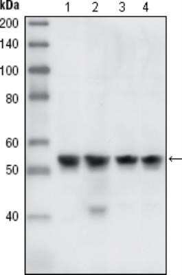 Western Blot: Chk1 Antibody (2G1D5)Azide and BSA Free [NBP2-80668]