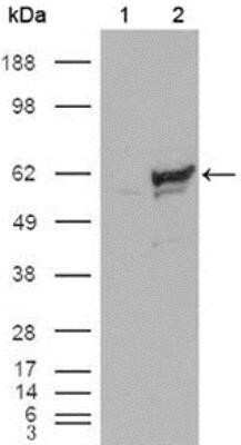 Western Blot: Chk1 Antibody (2G1D5)Azide and BSA Free [NBP2-80668]