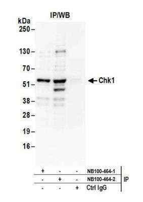 Immunoprecipitation: Chk1 Antibody [NB100-464]