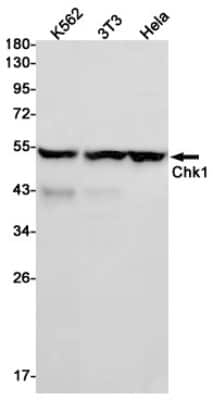 Western Blot: Chk1 Antibody (S07-4K2) [NBP3-14889]