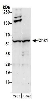 Western Blot: Chk1 Antibody [NB100-274]