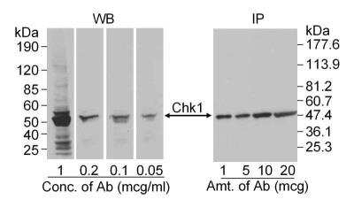 Western Blot: Chk1 Antibody [NB100-311]