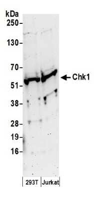 Western Blot: Chk1 Antibody [NB100-311]