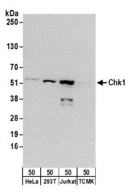 Western Blot: Chk1 Antibody [NB100-464]