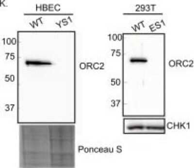 Western Blot: Chk1 Antibody [NB100-464]