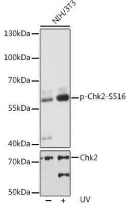 Western Blot: Chk2 [p Ser516] AntibodyAzide and BSA Free [NBP3-16900]