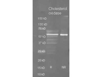 Western Blot: Cholesterol Oxidase Antibody [NB600-625]