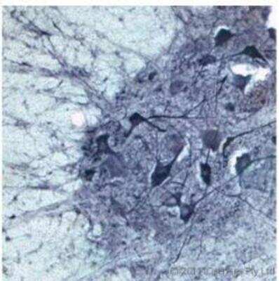Immunohistochemistry Free-Floating: Choline Acetyltransferase/ChAT Antibody [NB110-89724]