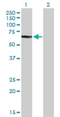 Western Blot: Choline dehydrogenase Antibody [H00055349-D01P]