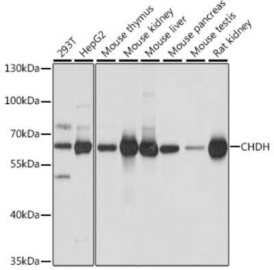 Western Blot: Choline dehydrogenase AntibodyAzide and BSA Free [NBP2-92326]