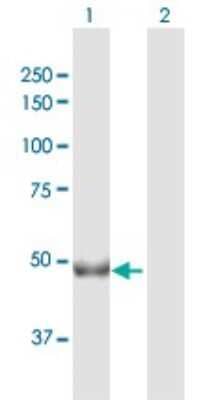 Western Blot: Choline kinase alpha Antibody [H00001119-D01P]