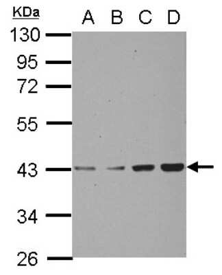 Western Blot: Chondroadherin Antibody [NBP2-15890]