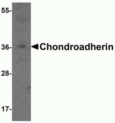 Western Blot: Chondroadherin AntibodyBSA Free [NBP2-81809]