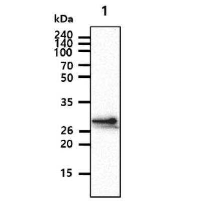 Western Blot: Chondrolectin Antibody (25G6)BSA Free [NBP2-59424]