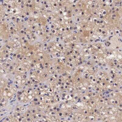 Immunohistochemistry-Paraffin: Chordin-like 1/CHRDL1 Antibody [NBP1-84486]