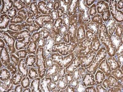Immunohistochemistry-Paraffin: Chordin-like 1/CHRDL1 Antibody [NBP3-12874]