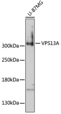 Western Blot: Chorein AntibodyAzide and BSA Free [NBP3-03883]