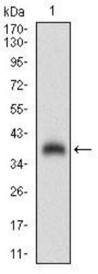 Western Blot: Chorionic Gonadotropin alpha Chain (hCG alpha) Antibody (2E6B3)BSA Free [NBP2-52442]