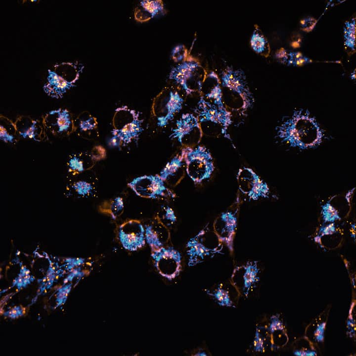 Ready-to-use fluorescent probe for long term high content phenotypic screening of live cells