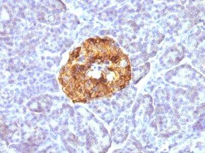 Immunohistochemistry-Paraffin: Chromogranin A Antibody (CGA/413) - Azide and BSA Free [NBP2-47850]