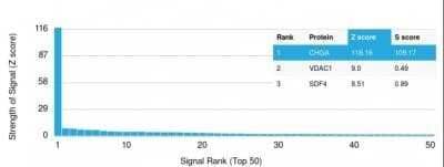 Protein Array: Chromogranin A Antibody (CHGA/1731R) - Azide and BSA Free [NBP2-54316]
