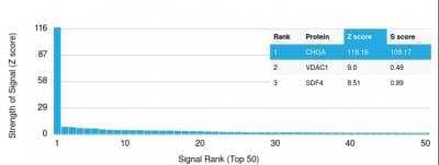 Protein Array: Chromogranin A Antibody (CHGA/1731R) [NBP2-53139]