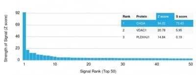 Protein Array: Chromogranin A Antibody (CHGA/1815R) - Azide and BSA Free [NBP2-54363]