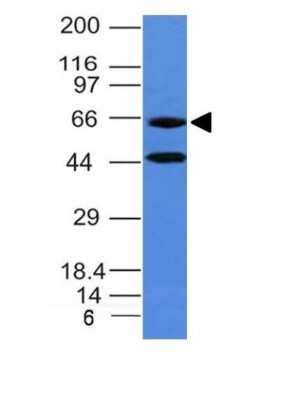 Western Blot: Chromogranin A Antibody (CHGA/777)Azide and BSA Free [NBP2-47848]