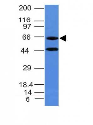 Western Blot: Chromogranin A Antibody (CHGA/777) [NBP2-44774]