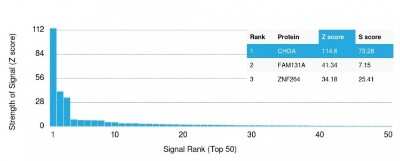 Protein Array: Chromogranin A Antibody (CHGA/798) [NBP2-44775]