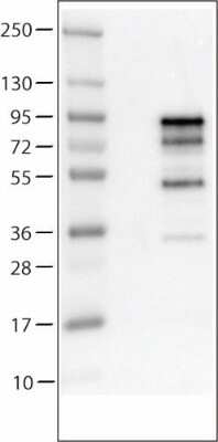 Western Blot: Chromogranin A Antibody (CL0166) [NBP2-52869]