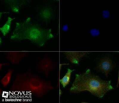 Immunocytochemistry/ Immunofluorescence: Chromogranin A Antibody - BSA Free [NB120-15160]