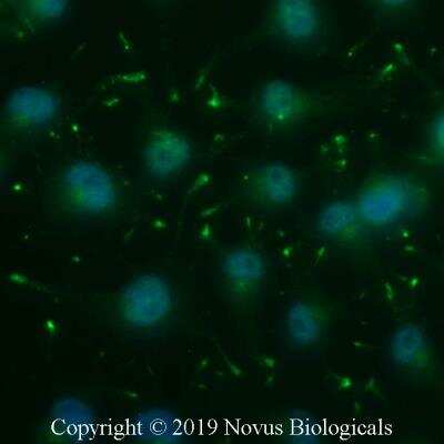 Immunocytochemistry/ Immunofluorescence: Chromogranin A Antibody - BSA Free [NB120-15160]