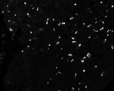 Immunohistochemistry-Paraffin: Chromogranin A Antibody (LK2H10 + PHE5 + CGA/414) - Azide and BSA Free [NBP2-34674]