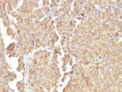 Immunohistochemistry-Paraffin: Chromogranin A Antibody (LK2H10 + PHE5) - Azide and BSA Free [NBP2-34673]