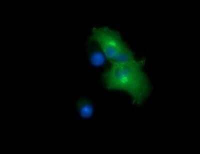 Immunocytochemistry/ Immunofluorescence: Chromogranin A Antibody (OTI2E12) - Azide and BSA Free [NBP2-70410]