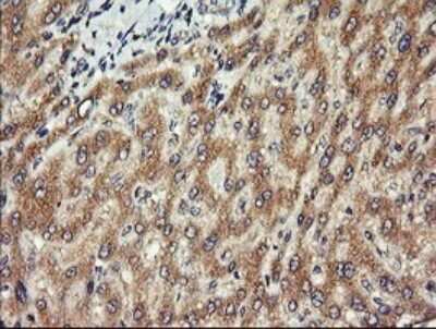 Immunohistochemistry: Chromogranin A Antibody (OTI2E12) [NBP2-46282]