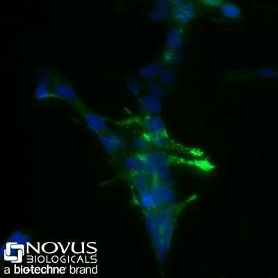 Immunocytochemistry/ Immunofluorescence: Chromogranin A Antibody (SPM553) [NBP2-32955]