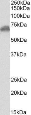 Western Blot: Chromogranin C Antibody [NBP2-42511]